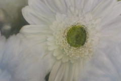 Chrysanthemum