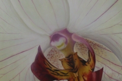 Orchid II